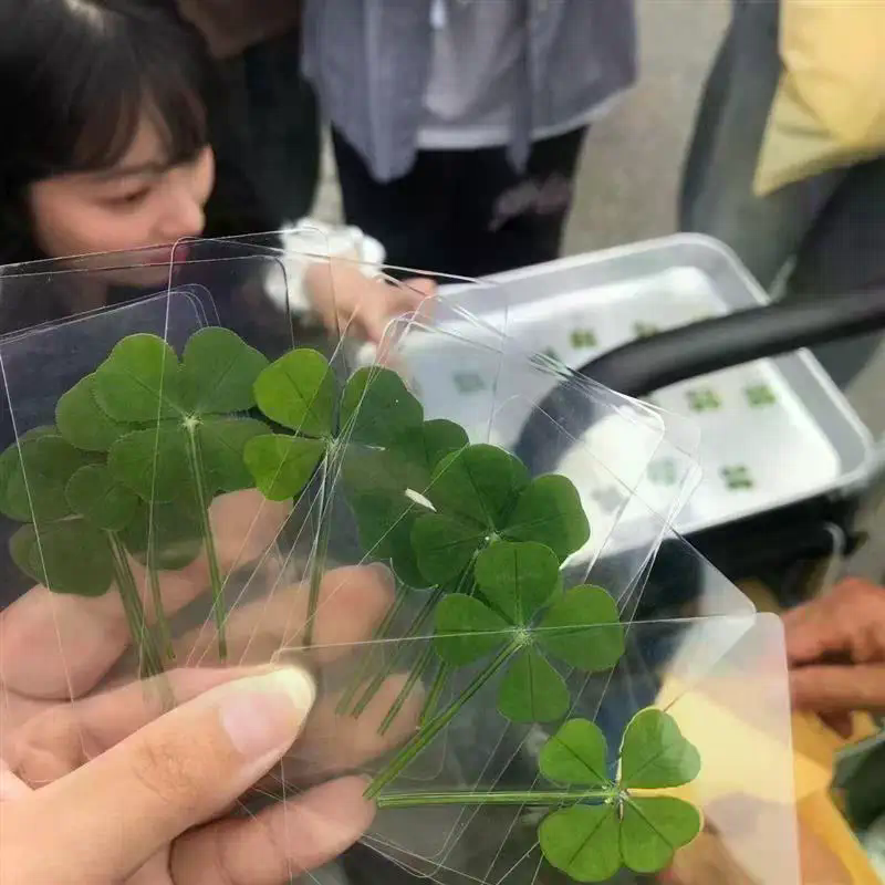 1/5/10Pcs Lucky Clover Postcar - огляд і ціна Red Clover Flower