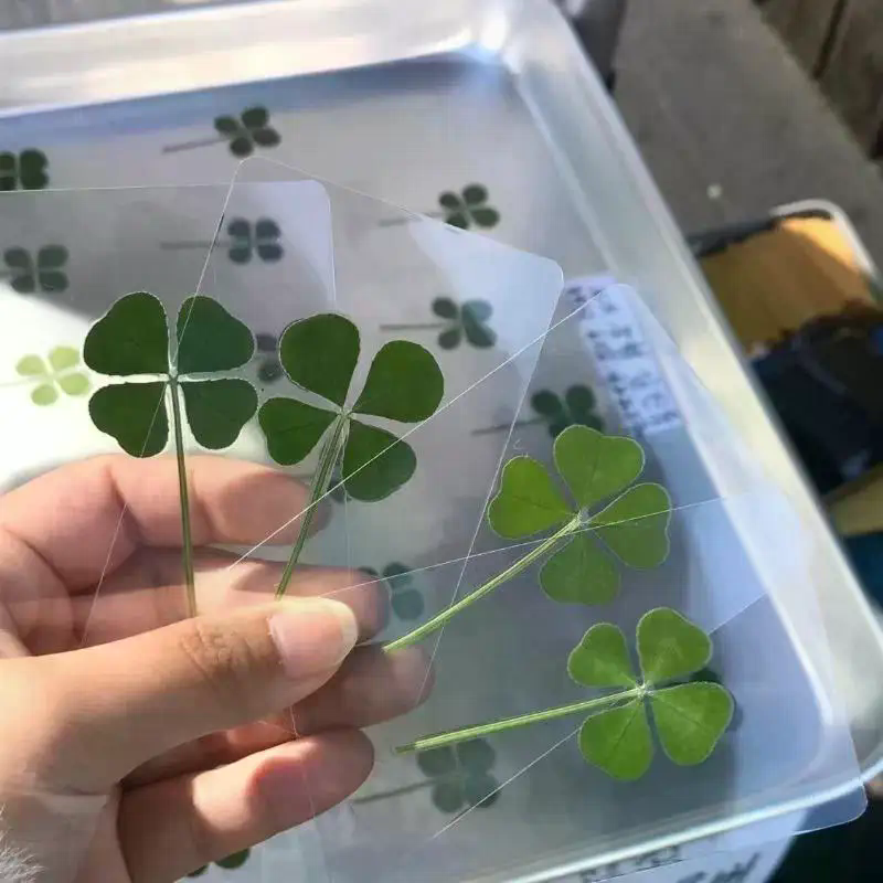 1/5/10Pcs Lucky Clover Postcar - огляд і ціна Red Clover Flower